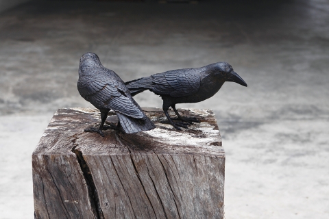 Raven