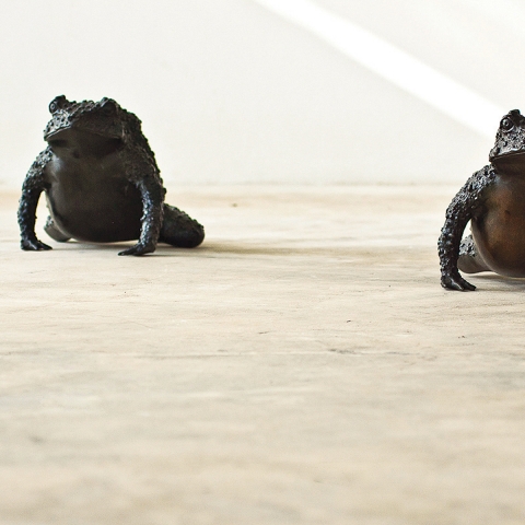 Toad